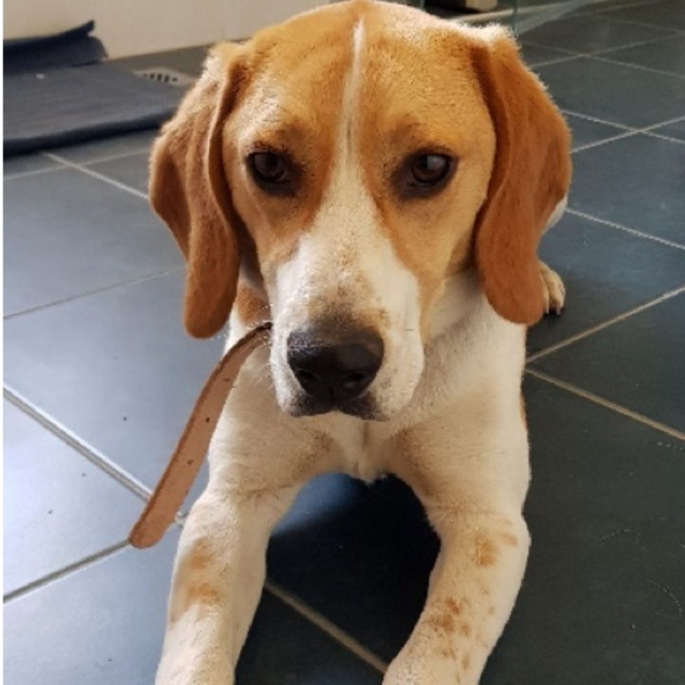 Gallery - Beagle Rescue NSW