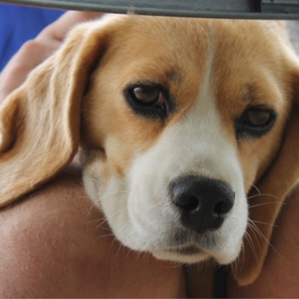 Gallery - Beagle Rescue NSW