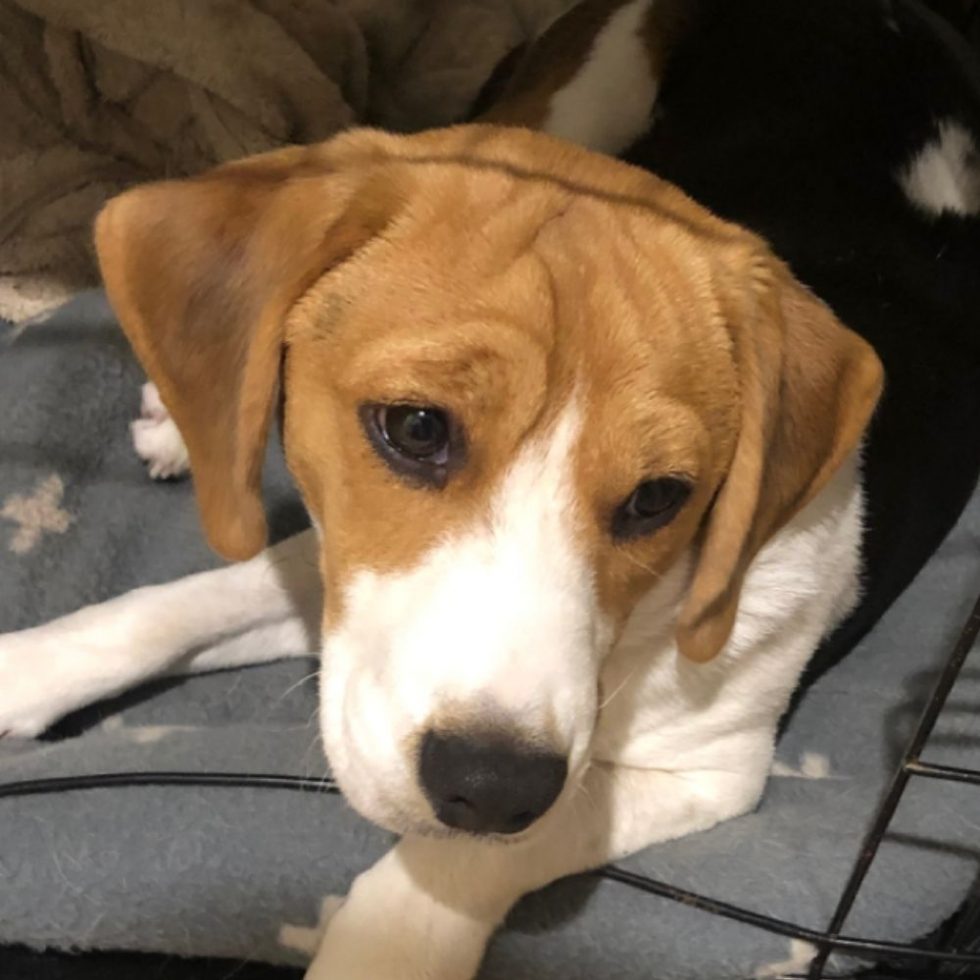 Gallery Beagle Rescue NSW