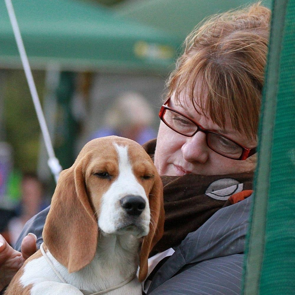 Jacqui Dahl Cumia Beagles Beagle Rescue NSW Breed Expert