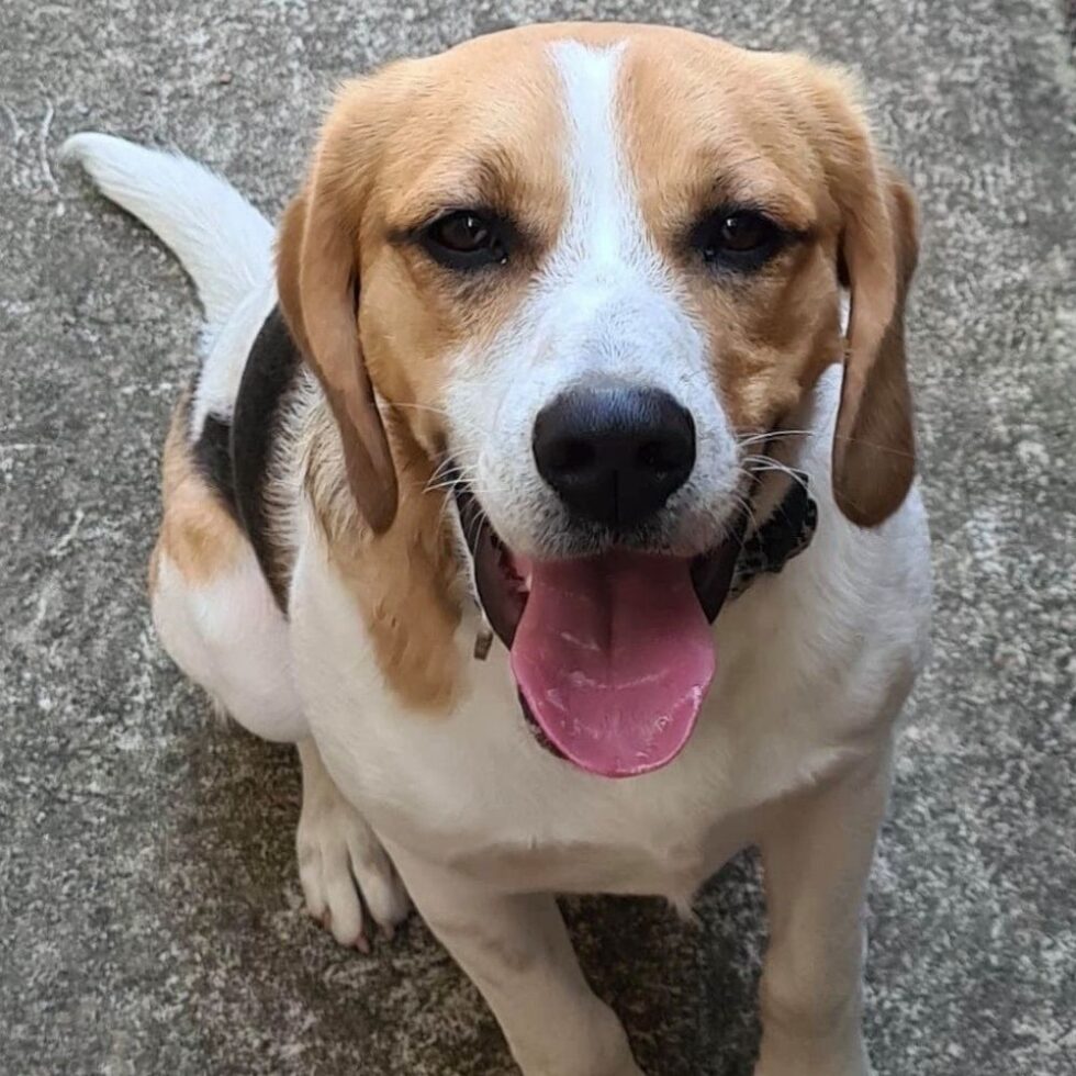 Gallery Beagle Rescue NSW