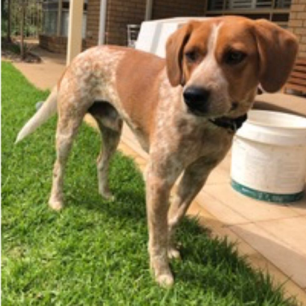 Gallery Beagle Rescue NSW