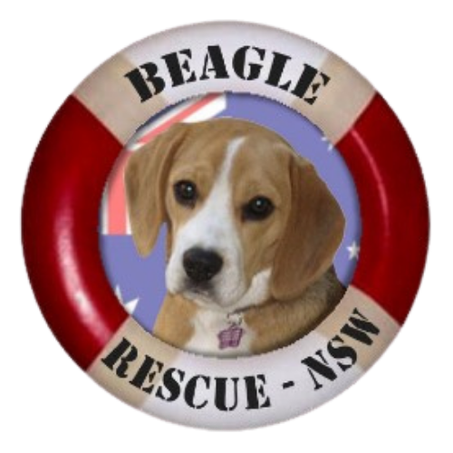 Beagle Rescue NSW