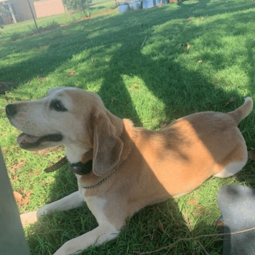 Beagle for adoption BRNSW