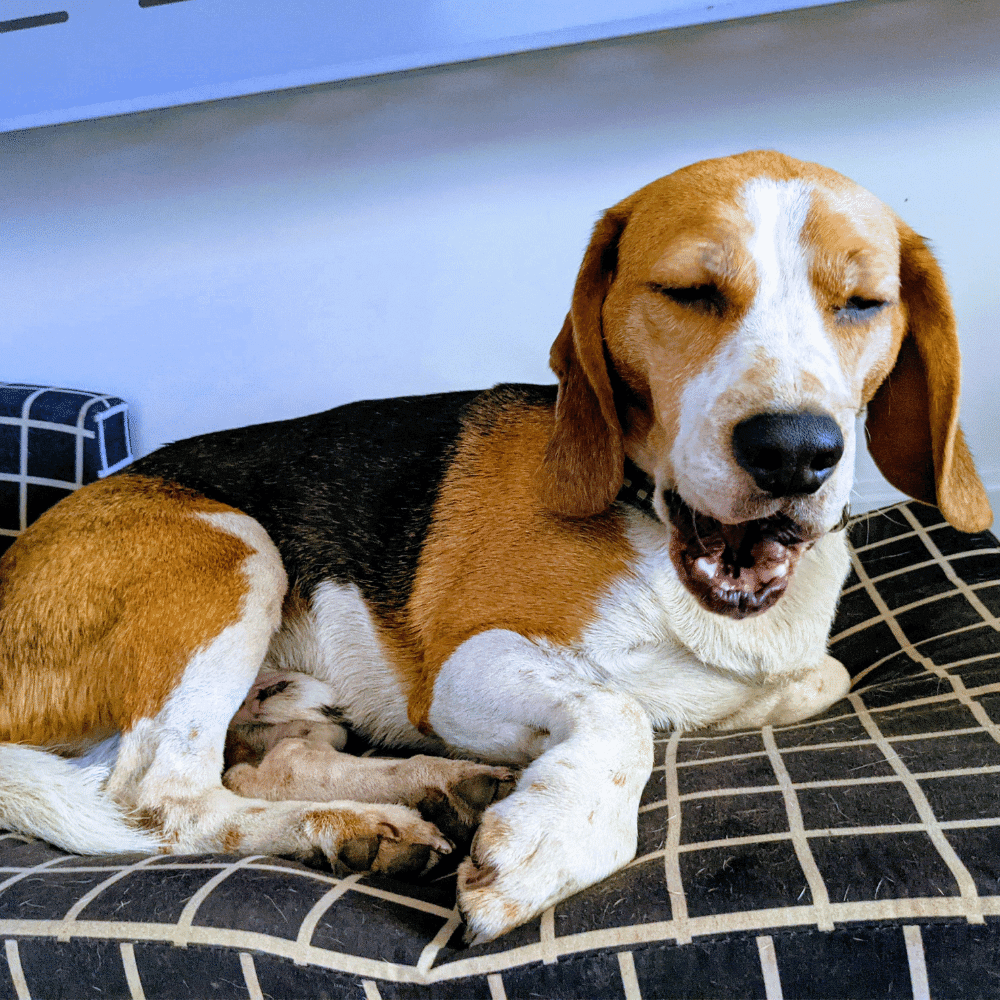 Jefferson beagle for adoption BRNSW
