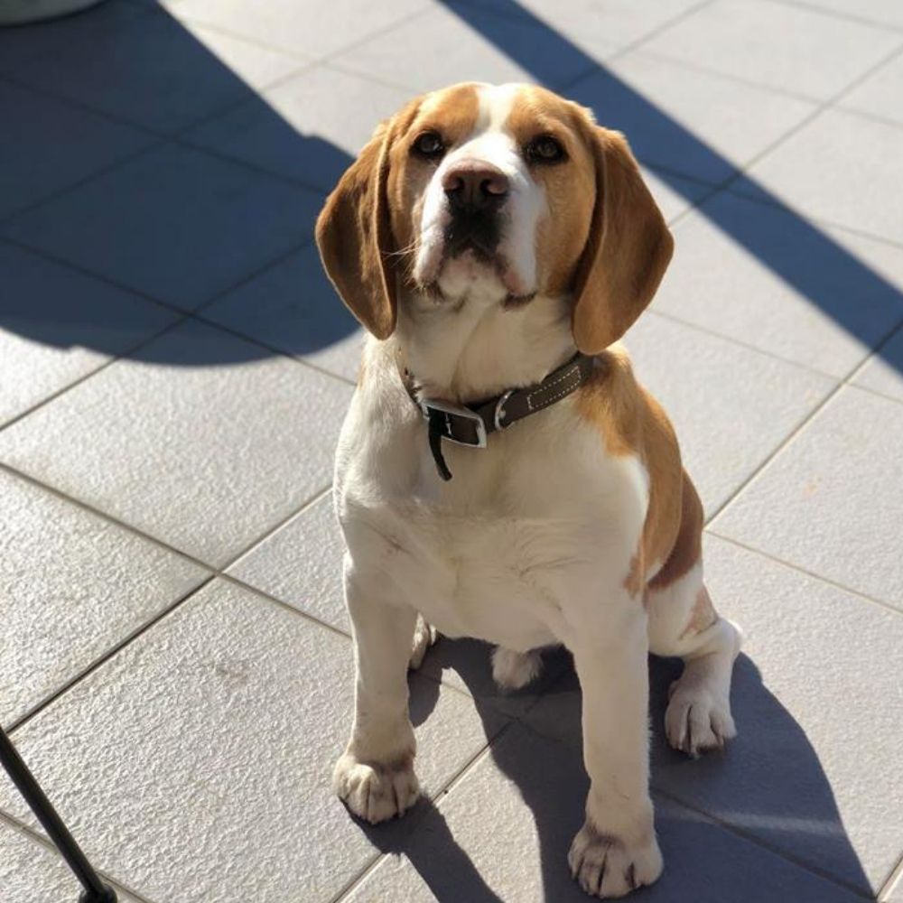 Beagle Rescue NSW