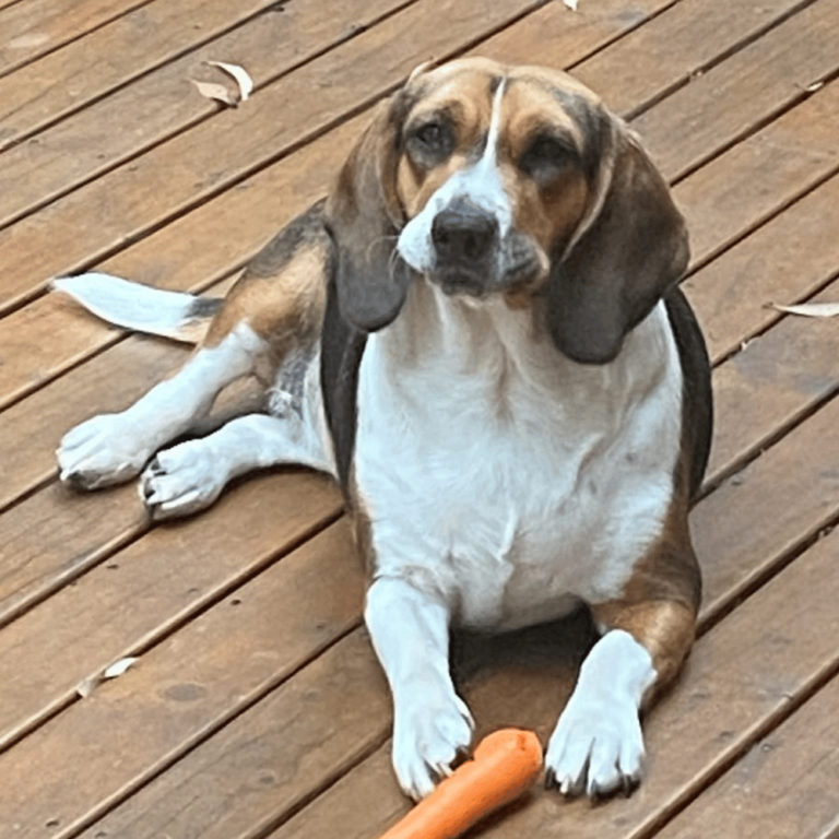 Adopt - Beagle Rescue NSW